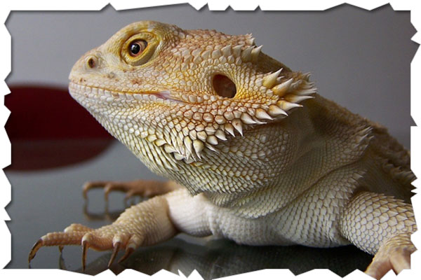 bearded dragon
