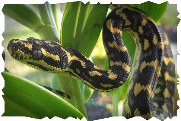 carpet python