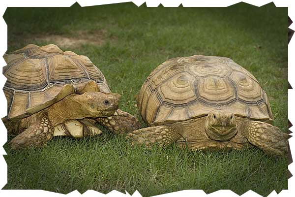 african tortoise