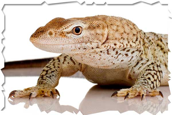 TEGU