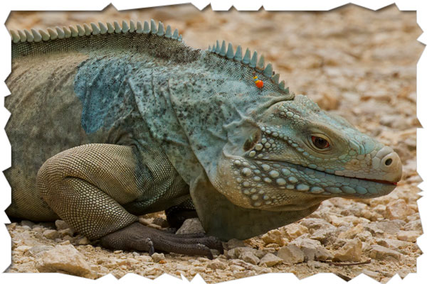 blue iguana