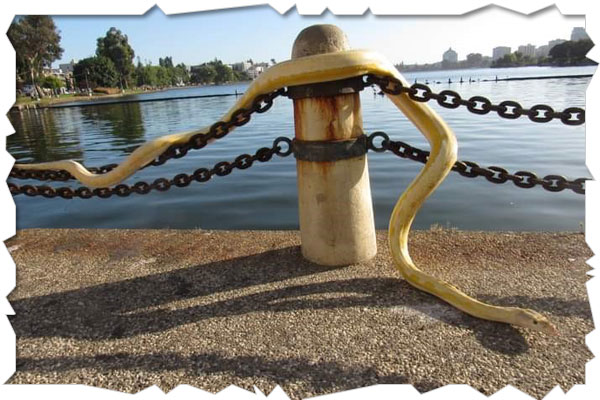 reticulated python