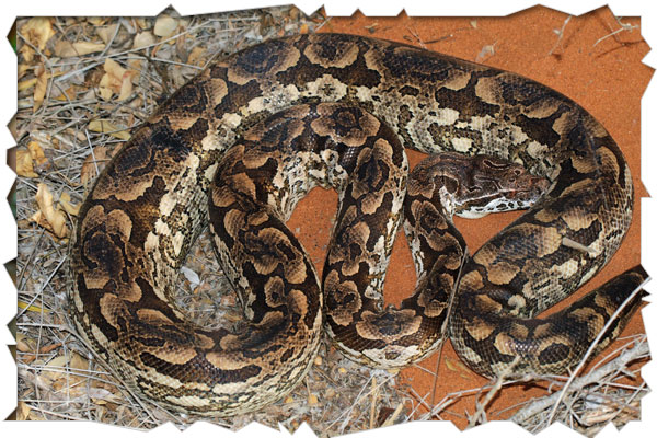 boa
