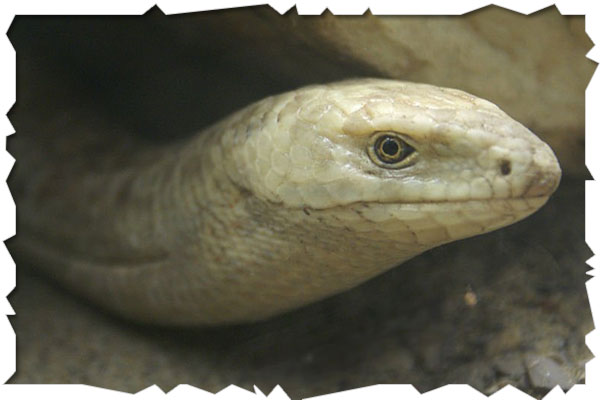Legless Lizard