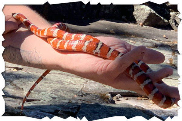 kingsnake
