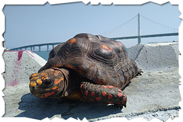 african tortoise
