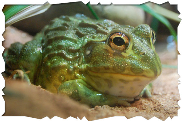 pixie frog