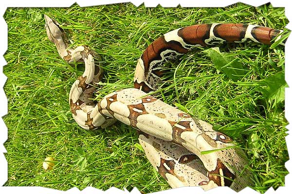 boa