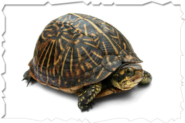 box tortoise